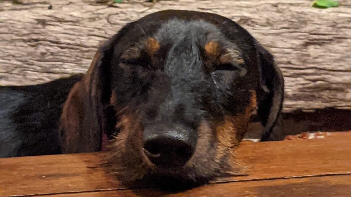 Dog holiday at Mas Santa Caterina – fenced garden and dog beach on the Costa Brava